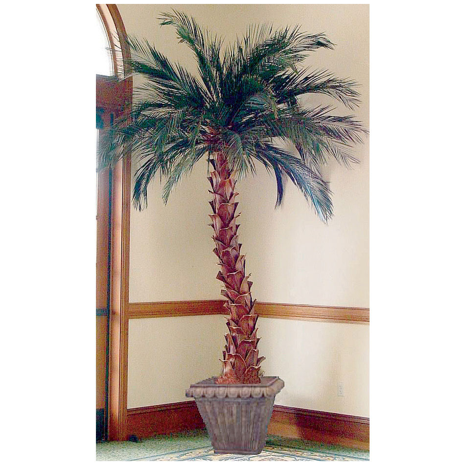Preserved Date Palm Tree