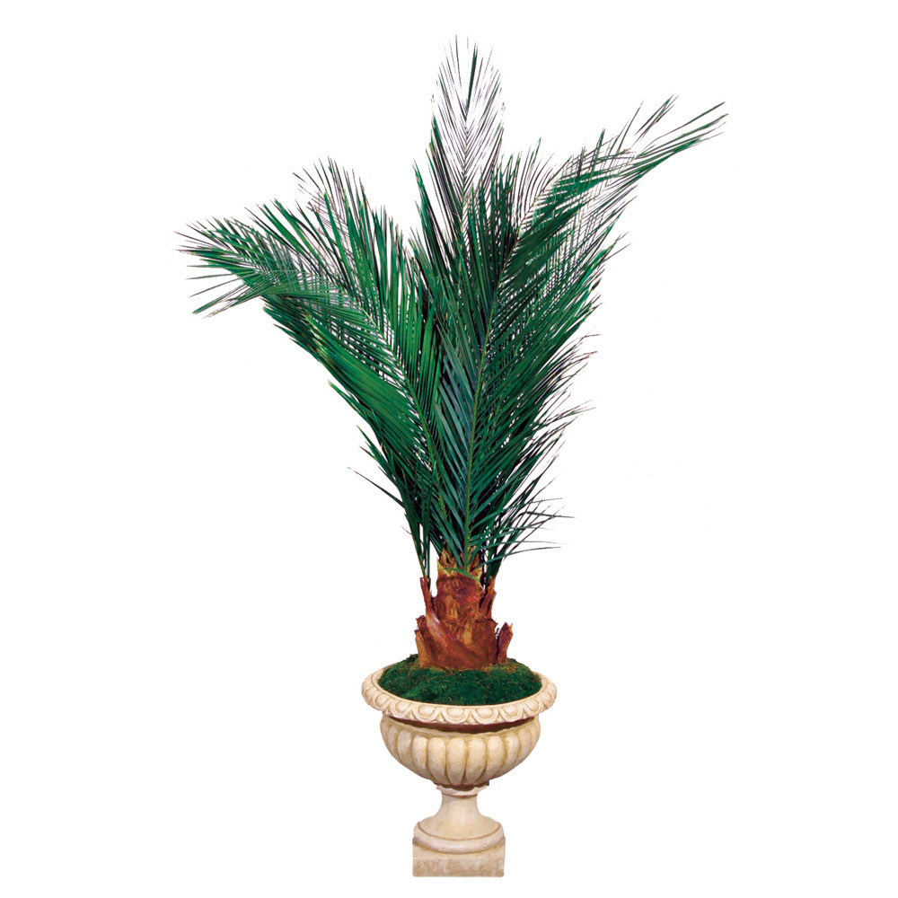 Preserved Key Largo Palm