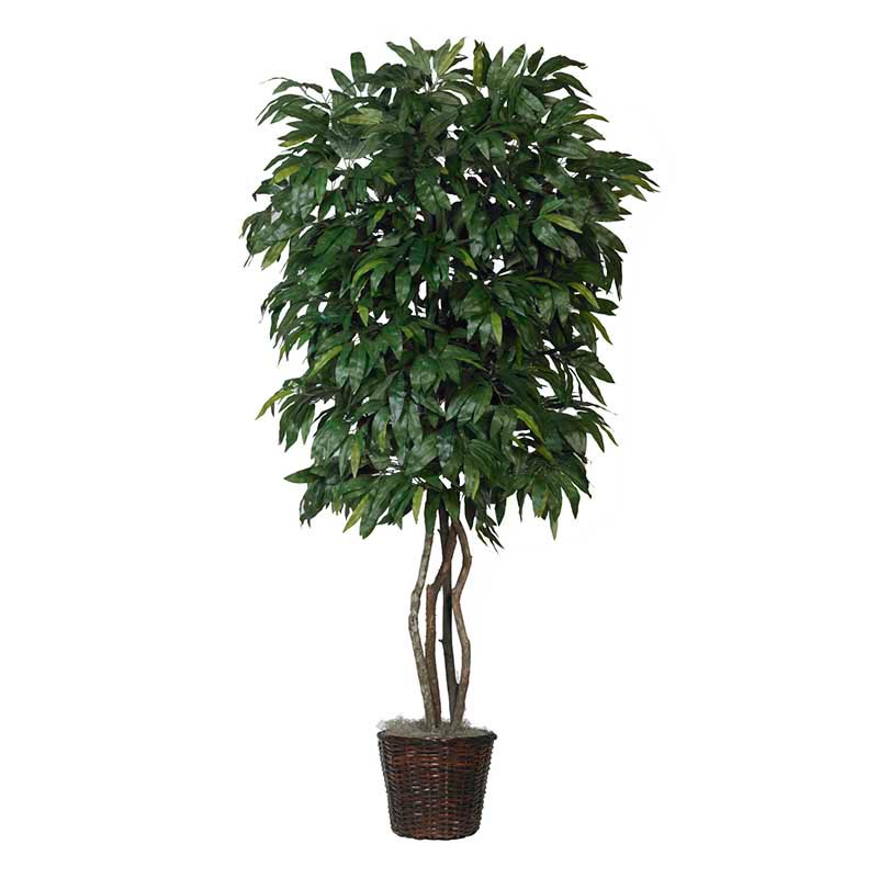 7.5 Foot Mango Tree With Natural Trunks: Potted - Overstock