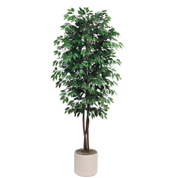 7 Foot Silk Deluxe Ficus Tree With Natural Trunks: Potted