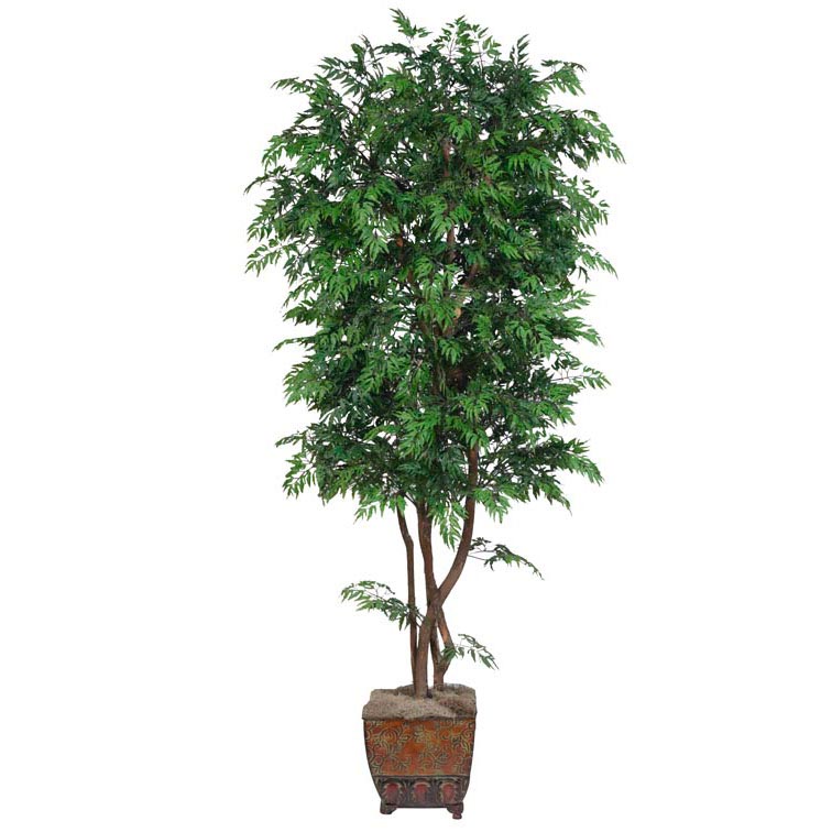 7 Foot Silk Aralia Tree With Natural Trunks: Potted