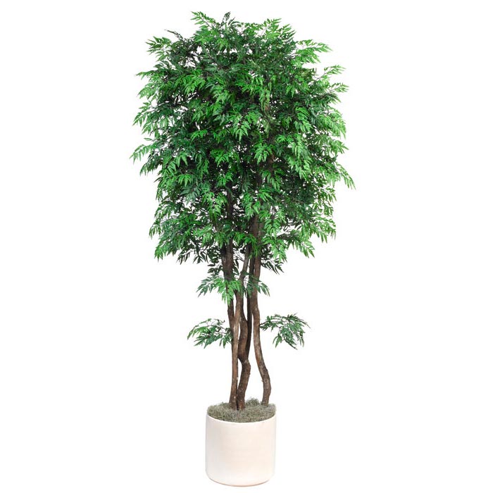 6.5 Foot Silk Ming Aralia Tree With Natural Trunks: Potted