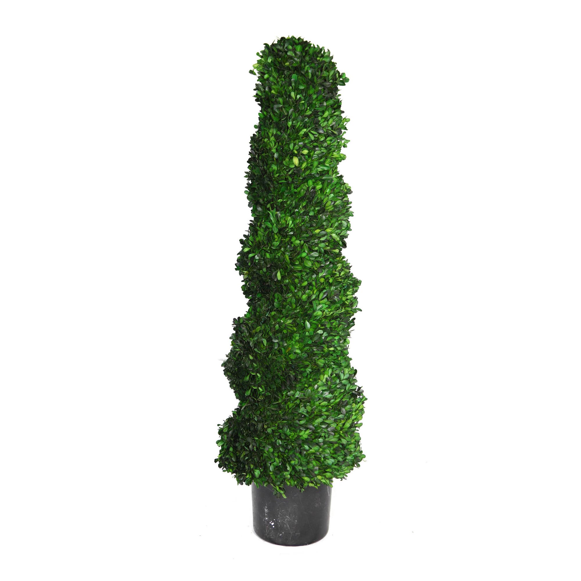 Vintage Home 50 Inch Preserved Boxwood Spiral Topiary: Potted 