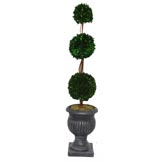 Vintage Home 44 inch Preserved Triple Ball Boxwood in Urn
