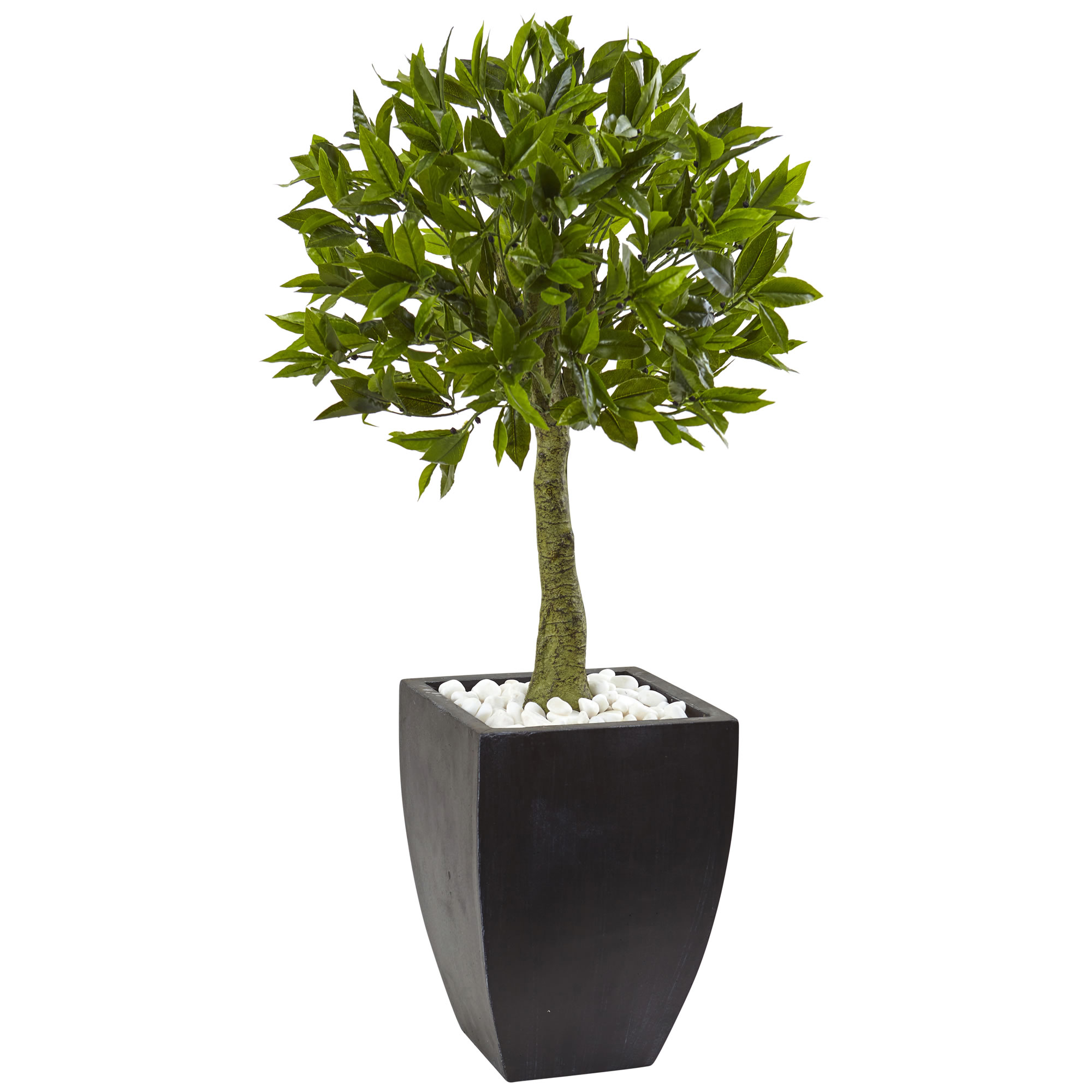 42 Inch Bay Leaf Topiary In Black Wash Planter: Limited Uv Protection