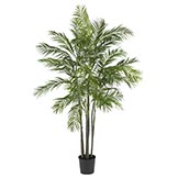 6 foot Areca Palm Tree: Potted