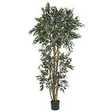 6 foot Green Ash Tree: Potted