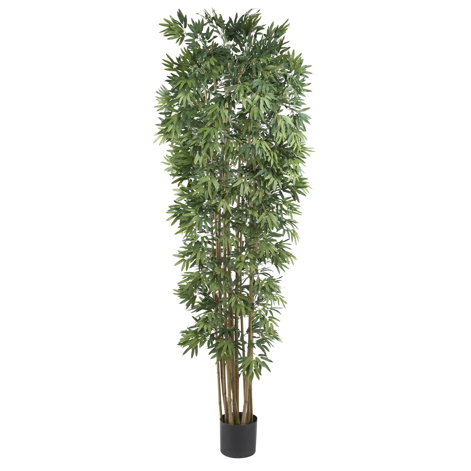 7 foot Bamboo Japanica Tree: Potted | 5050-NT