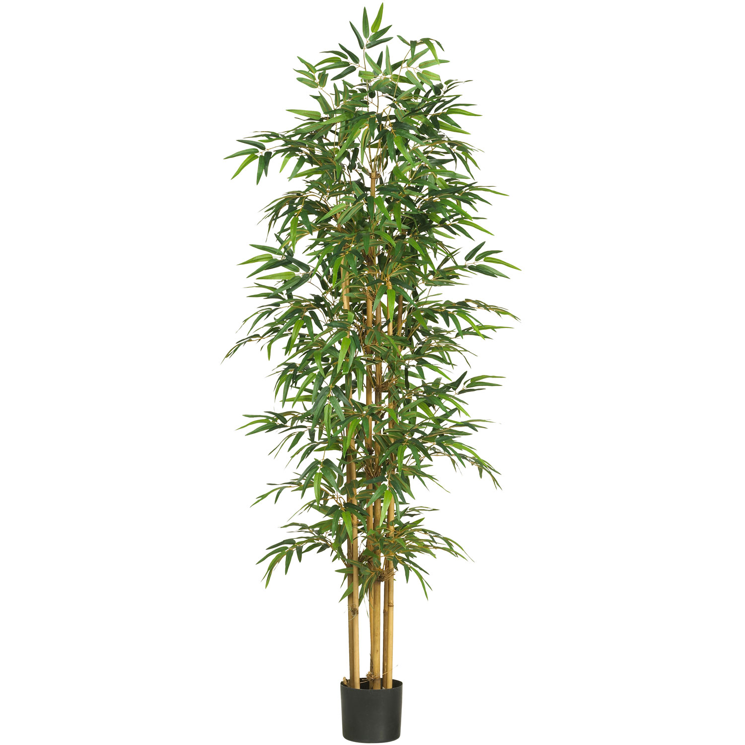 75 inch Bamboo Tree: Potted | 5254