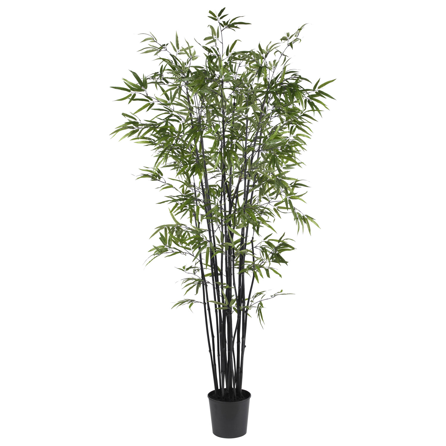 6.5 foot Black Bamboo Tree: Potted | 5277