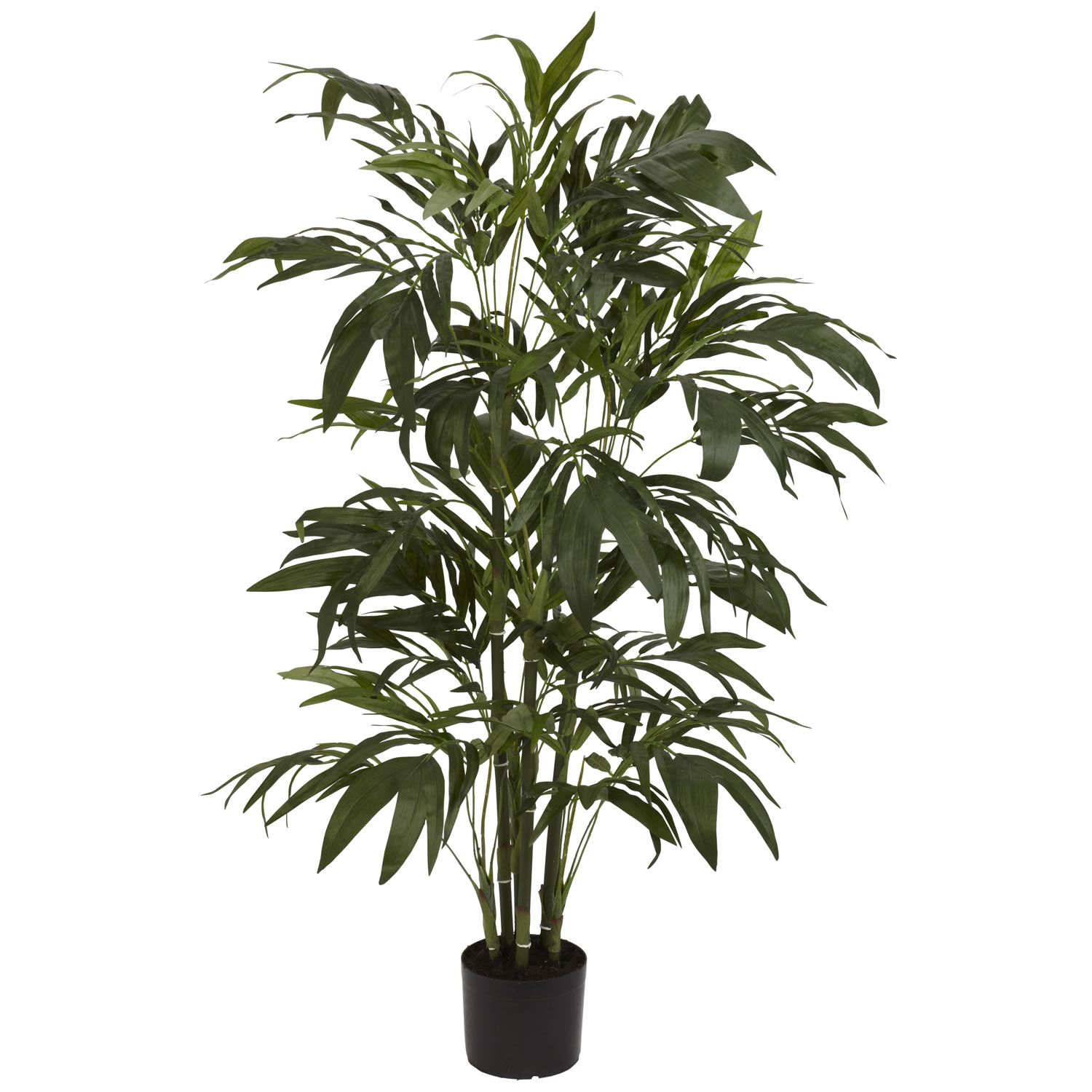 4 Foot Bamboo Palm Tree: Potted