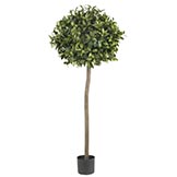 5 foot Sweet Bay Ball Topiary Tree: Potted