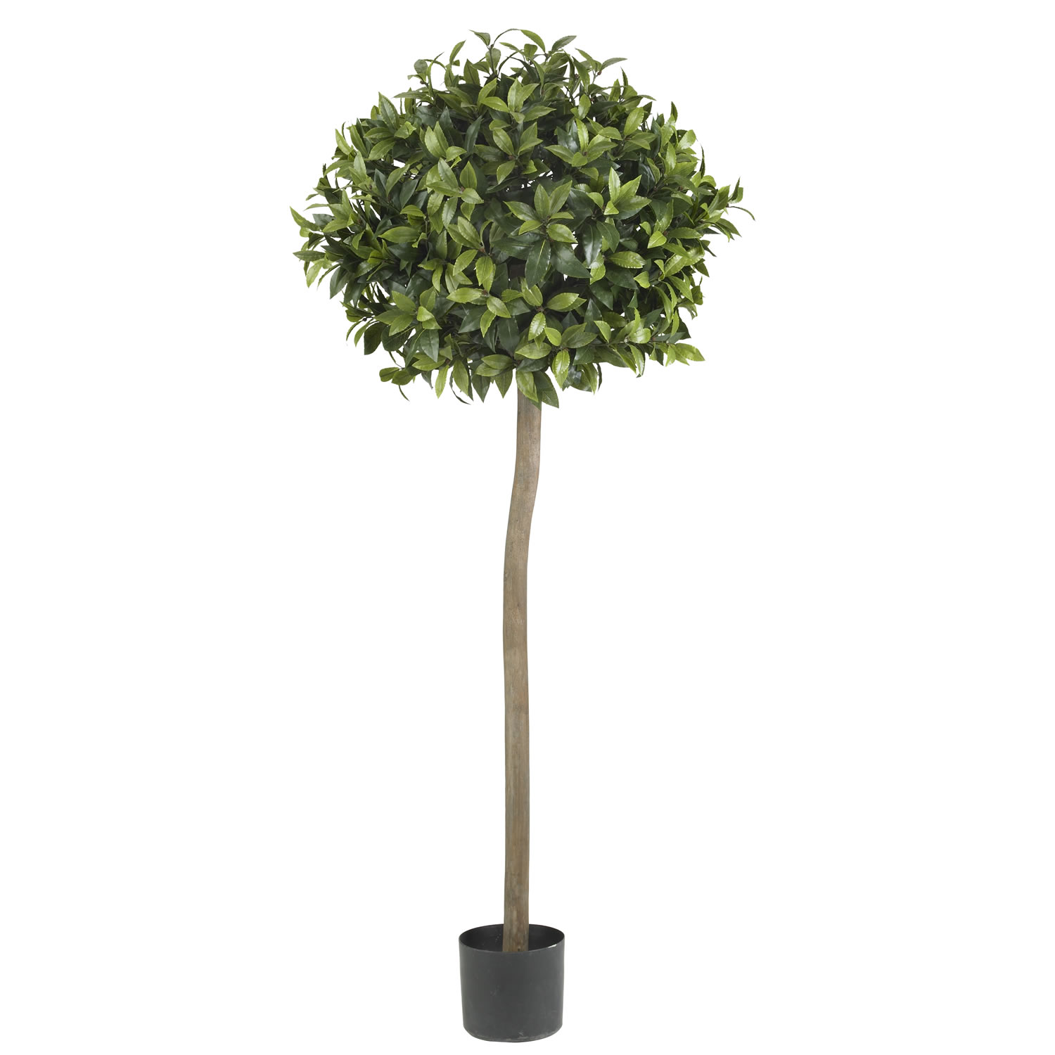 5 Foot Sweet Bay Ball Topiary Tree: Potted