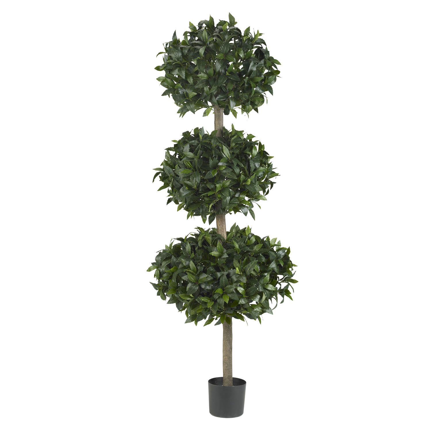 69 Inch Sweet Bay Triple Ball Tree: Potted