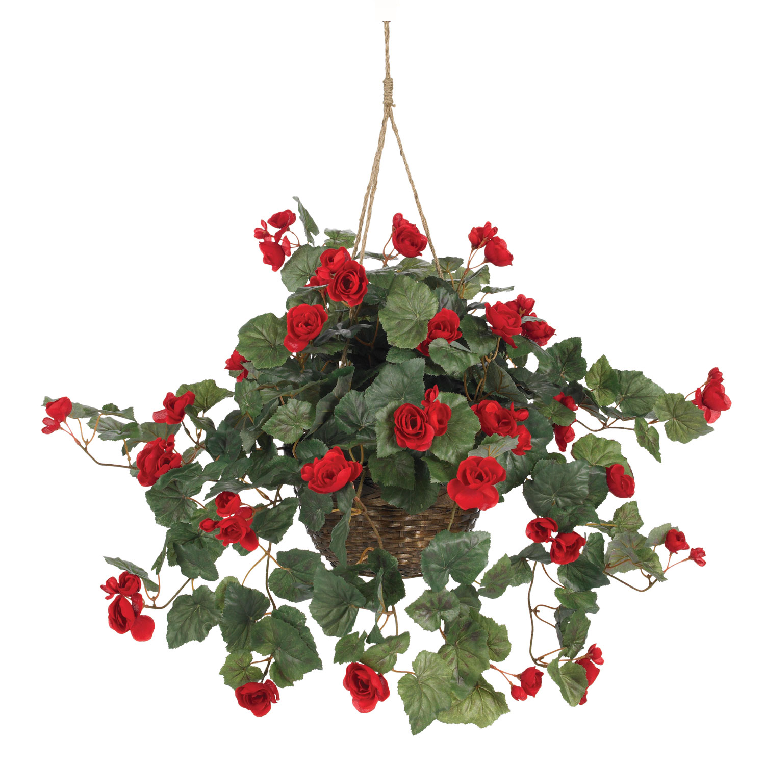 24 inch Begonia in Hanging Basket | 6616