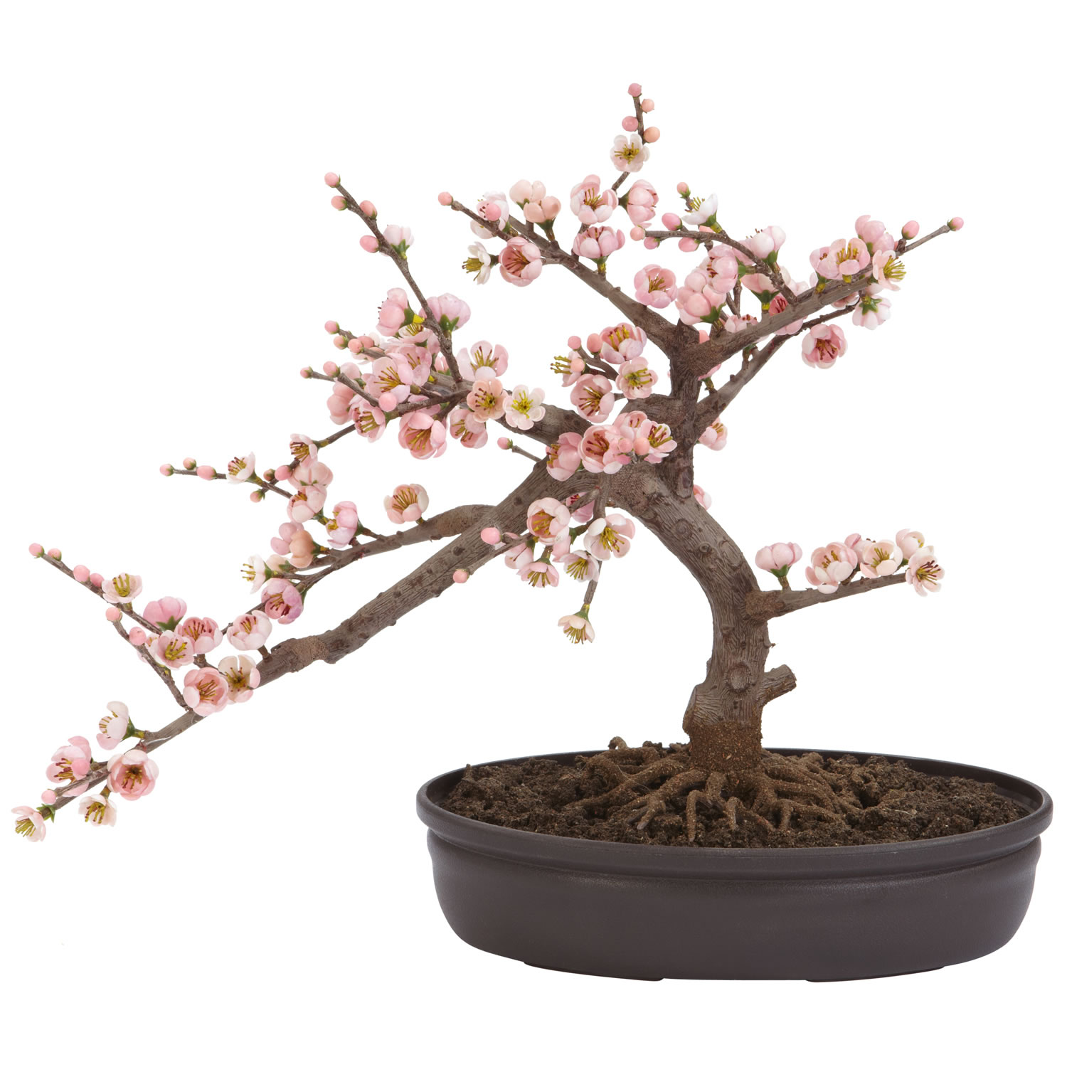 Cherry Blossom Bonsai