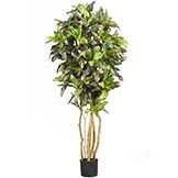 5 foot Croton Tree: Potted