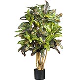 3 foot Croton Tree: Potted