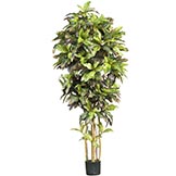 6 foot Croton Tree: Potted