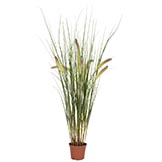 2.5 foot Grass Plant: Potted