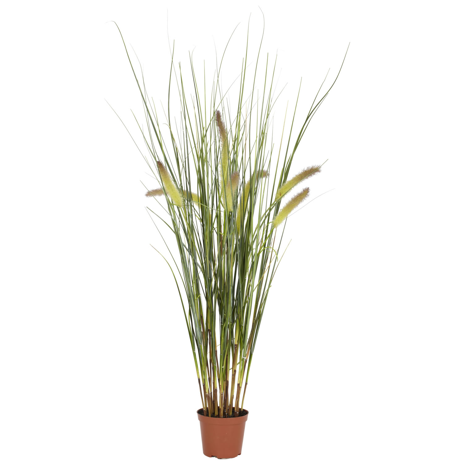 2.5 Foot Grass Plant: Potted