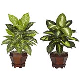 20.5 inch Assorted Dieffenbachia in Wood Vase (Set of 2)
