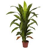 4 foot Dracaena Plant: Potted