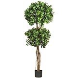 5.5 foot Eucalyptus Double Ball Topiary: Potted