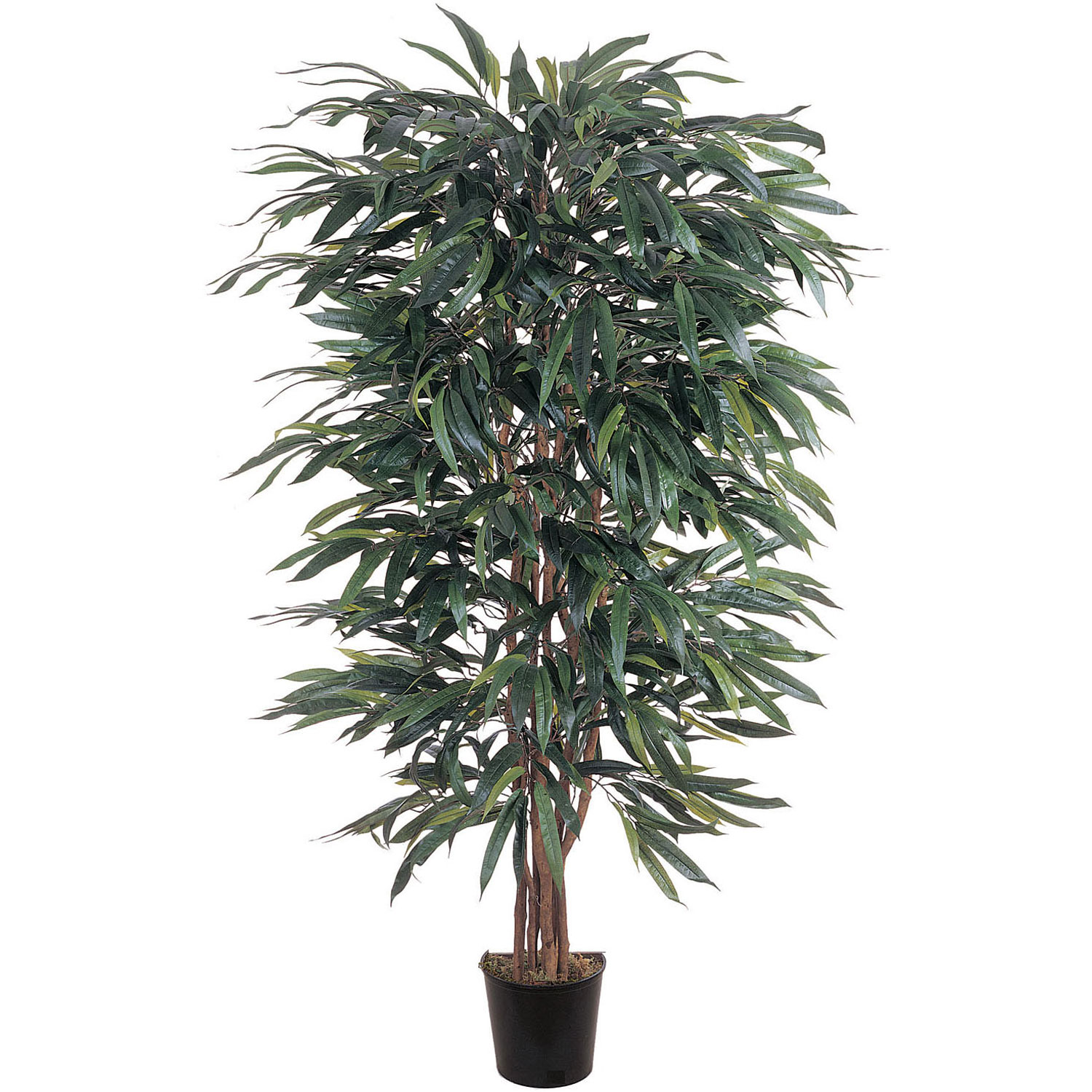 5 Foot Weeping Ficus Tree: Potted