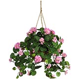 24 inch Pink Geranium in Hanging Basket