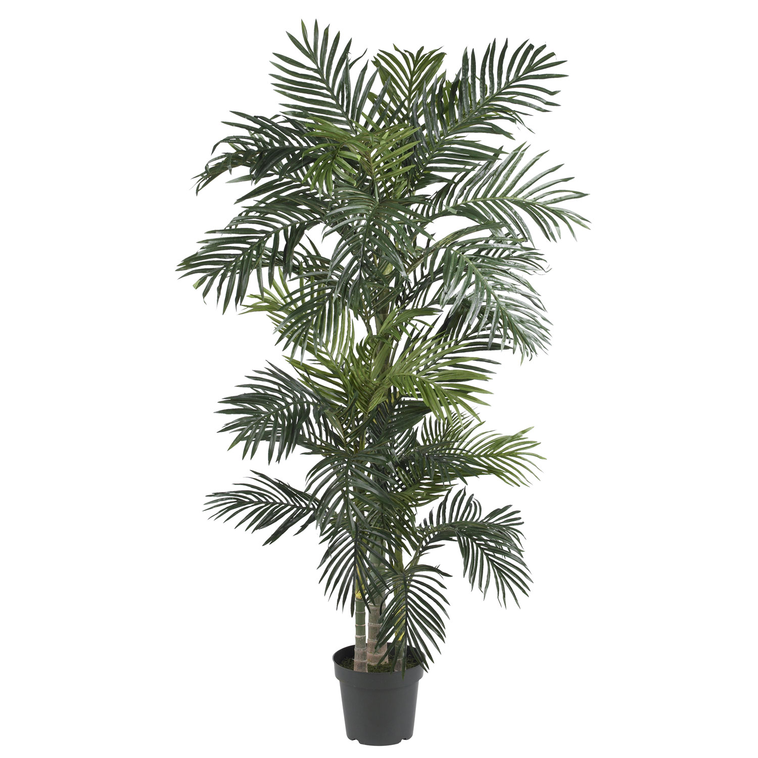 6.5 Foot Golden Cane Palm Tree: Potted
