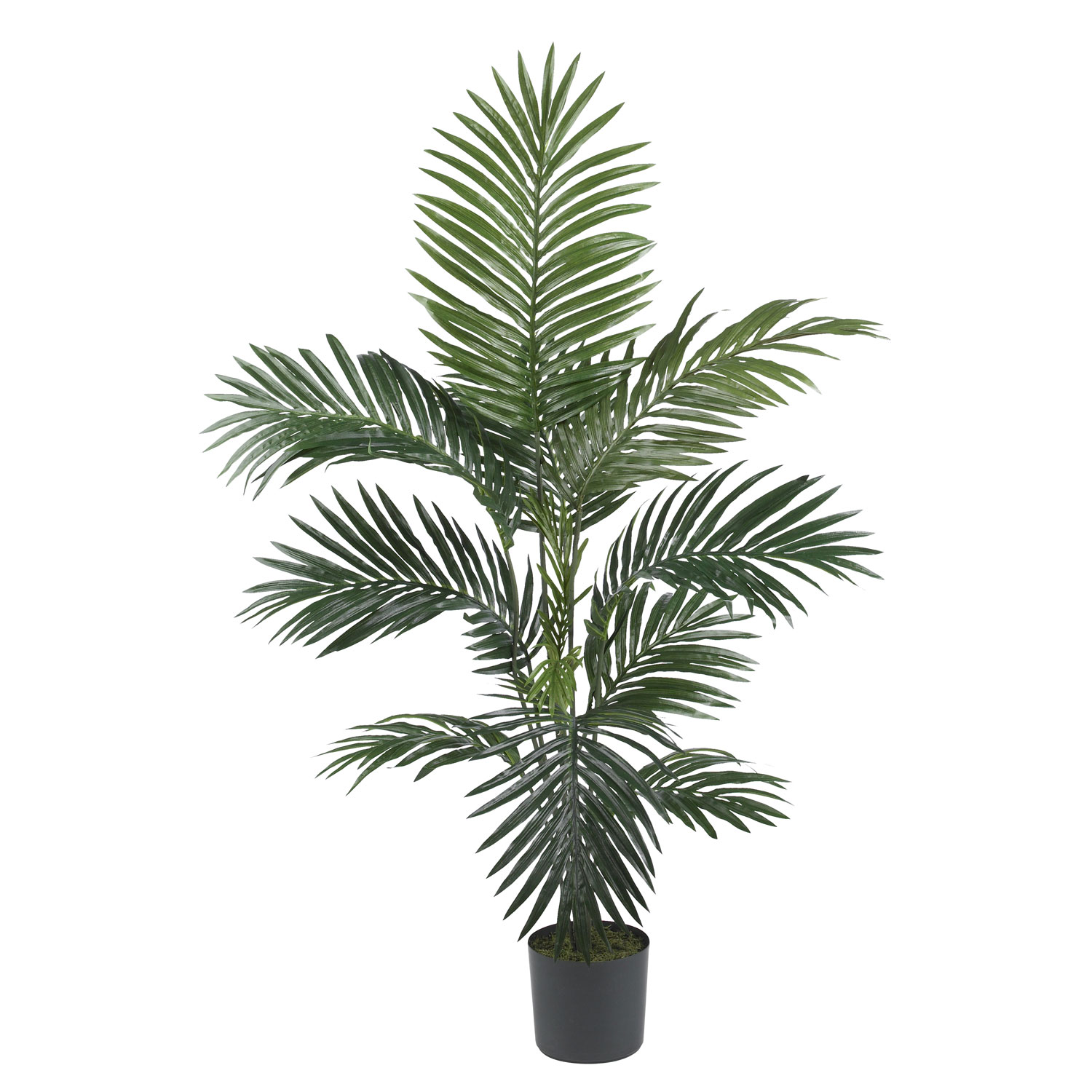 4 Foot Kentia Palm Tree: Potted