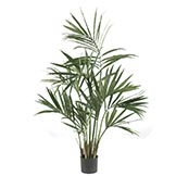 5 foot Kentia Palm Tree: Potted