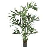 6 foot Kentia Palm Tree: Potted