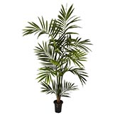6 foot Kentia Palm Tree: Potted