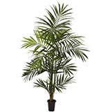 7 foot Kentia Palm Tree: Potted