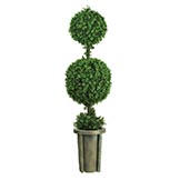 5 foot Double Ball Leucodendron Topiary in Decorative Vase