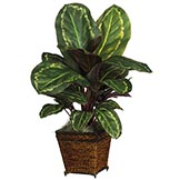 26 inch Maranta in Basket