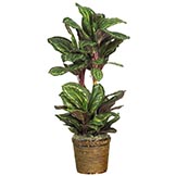 45 inch Maranta Plant in Basket