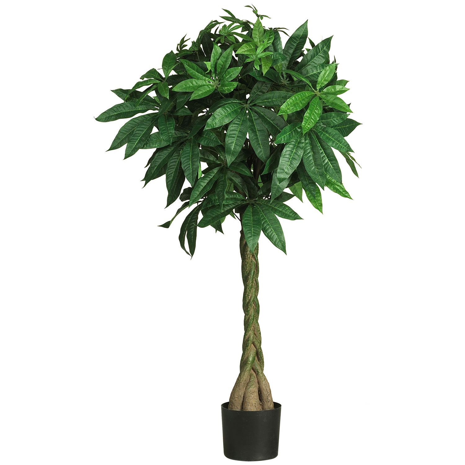 51 Inch Money Tree: Potted