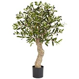 2.5 foot Olive Tree: Potted