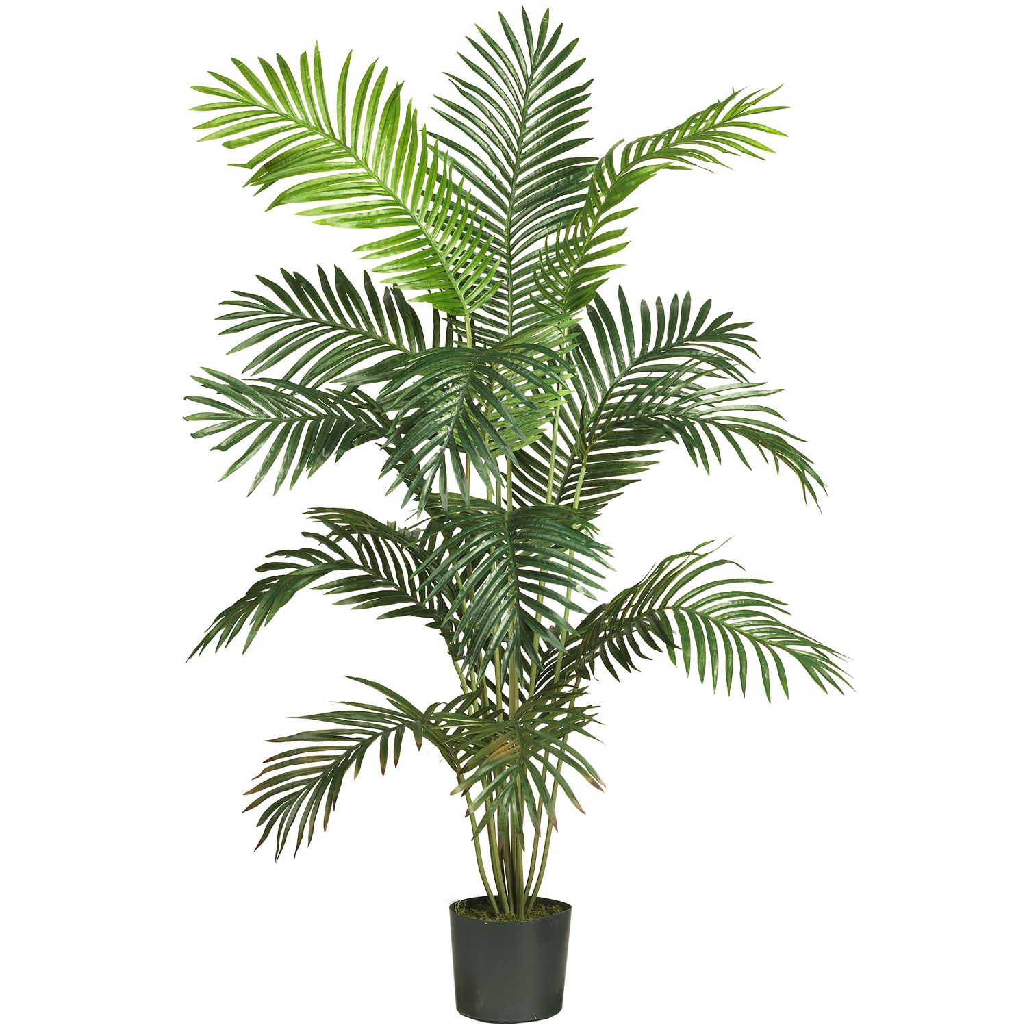 6 foot Paradise Palm: Potted | 5260