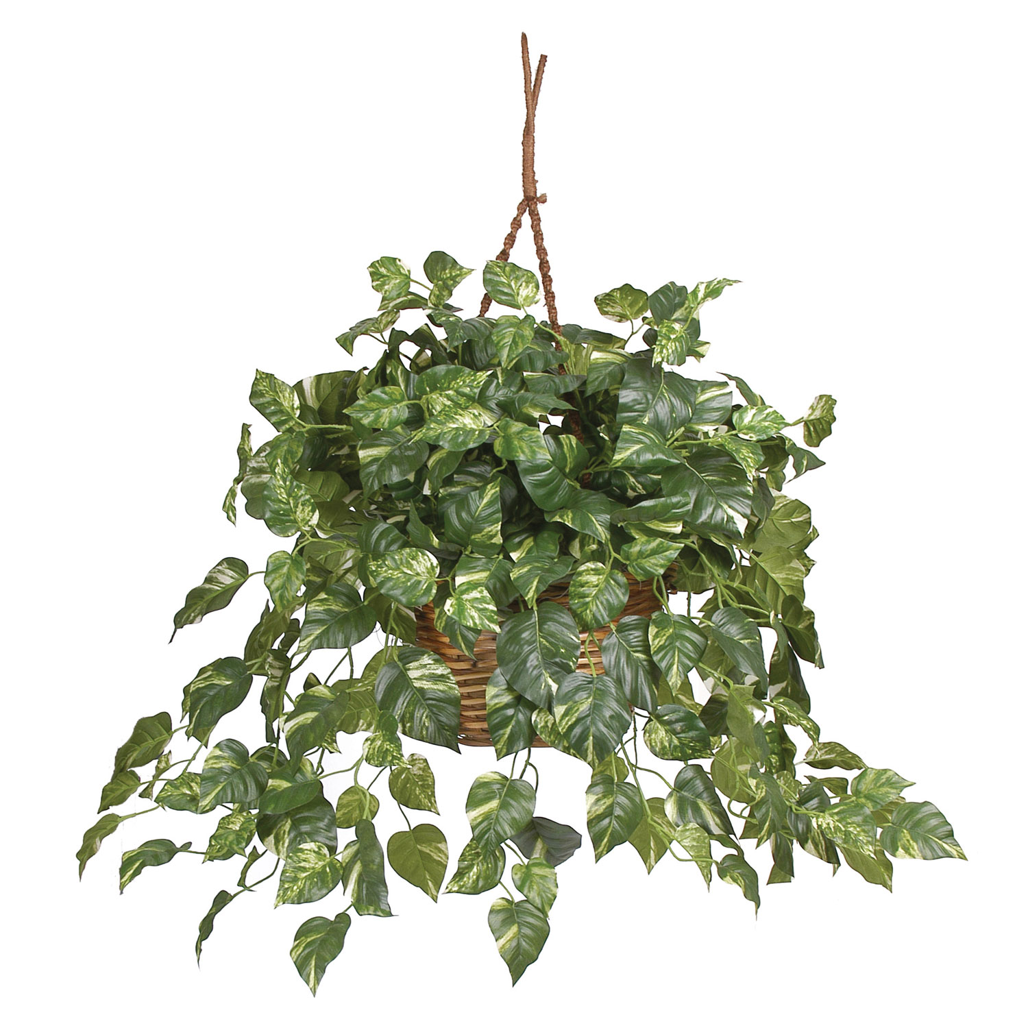 26 Inch Pothos In Hanging Basket