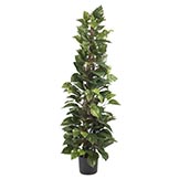 63 inch Climbing Pothos Plant: Potted
