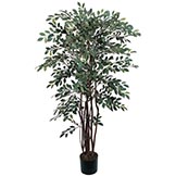 4 foot Ruscus Tree: Potted
