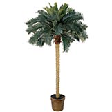 6 foot Sago Palm Tree in Basket