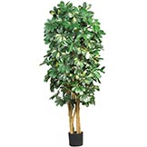 5 foot Schefflera Tree: Potted