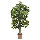 4 foot Schefflera Tree: Potted