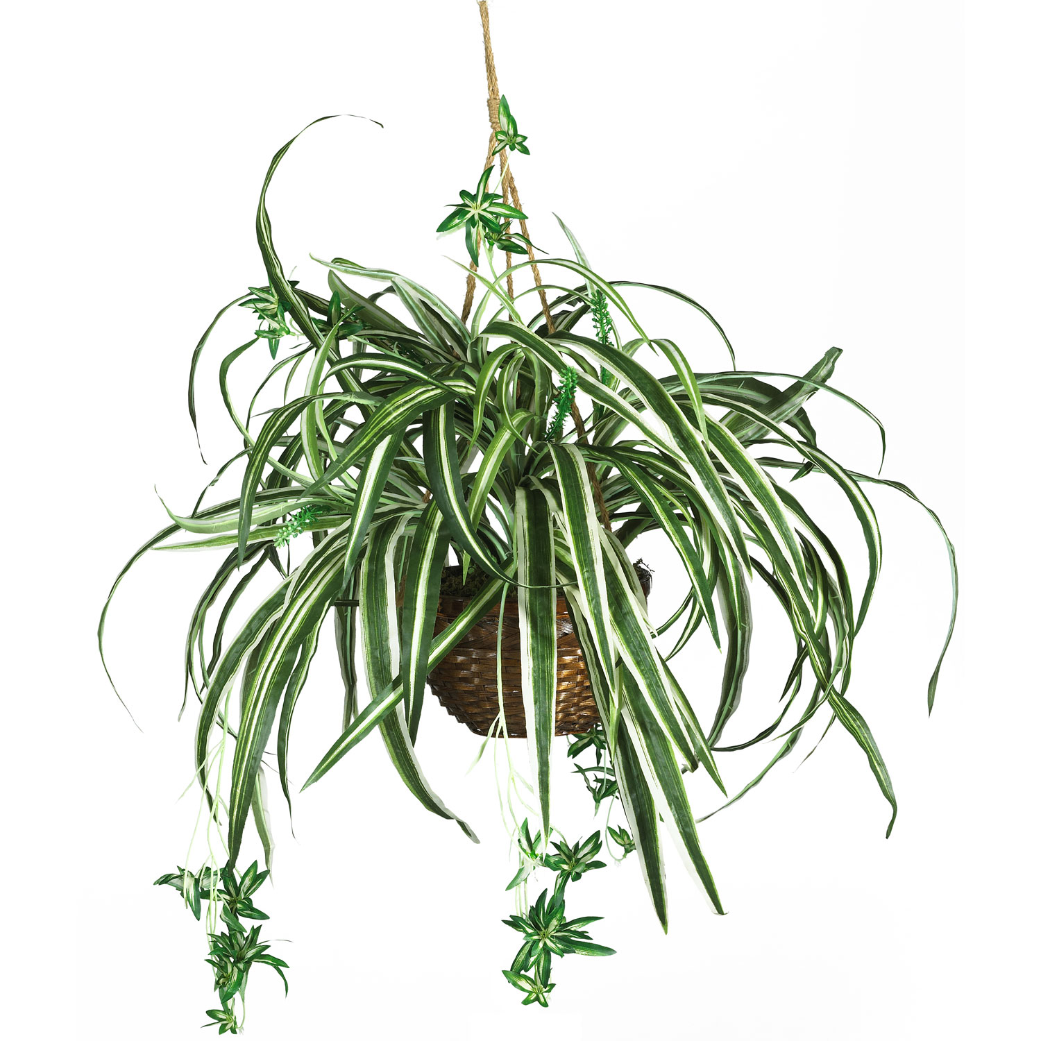 27 Inch Spider Plant In Hanging Basket