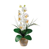 Single Stem Phalaenopsis Orchid Arrangement